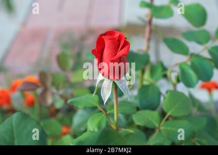 Bourgeon de rose rouge poussant dans le jardin. Belle et romantique fleur sur la cour. Buisson de plante brillant. Symbole cadeau et amour pour la Saint-Valentin. Fond floral naturel Banque D'Images