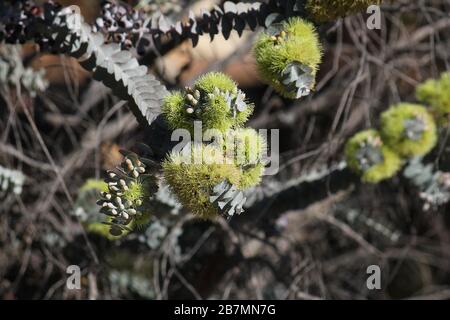 Fleurs jaunes au PARC NATUREL DES RENARDS LAIR Banque D'Images