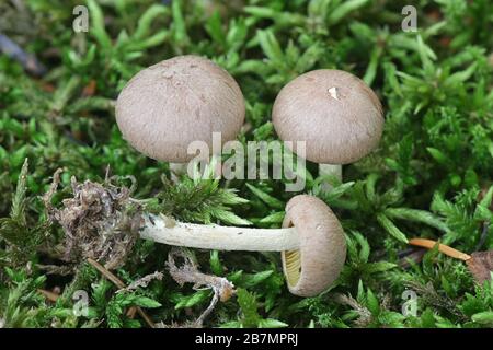 Gymnopus peronatus (anciennement appelé Collybia peronata ou Marasmius urens), connu sous le nom de bois wolly-foot Banque D'Images