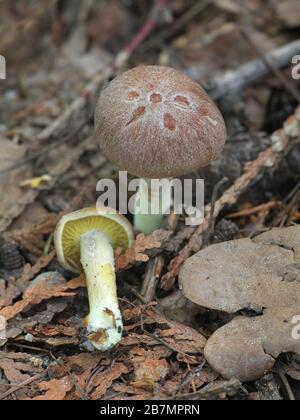 Gymnopus peronatus (anciennement appelé Collybia peronata ou Marasmius urens), connu sous le nom de bois wolly-foot Banque D'Images