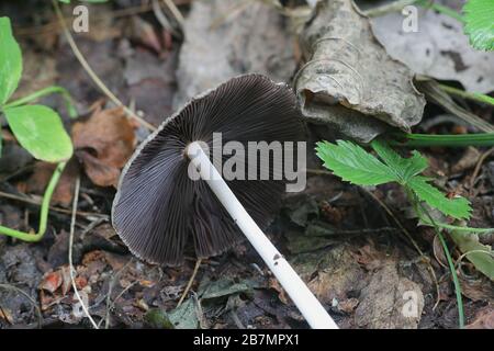 Parasola sp, champignon à capuchon d'inkcap de Finlande Banque D'Images