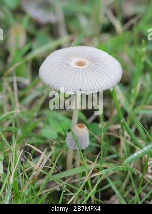 Parasola sp, champignon à capuchon d'inkcap de Finlande Banque D'Images