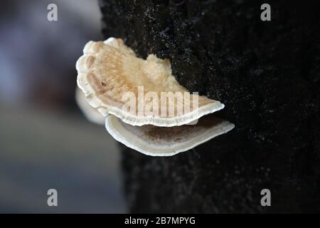 Trametes ochracea, connue sous le nom de support d'ocre, champignon sauvage de Finlande Banque D'Images