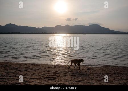 SAM Roi YOT, THAÏLANDE: Les singes macaques se sont embués pour la nourriture sur une plage de Ko Koh RAM, également connu sous le nom de 'Monkey Island, à Khao Sam Roi Yot, Thaïlande le 14 mars 2020. (Photo - Jack Taylor) Banque D'Images