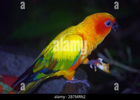 Soleil parakeet ou soleil conure (Aratinga solstitialis) Banque D'Images