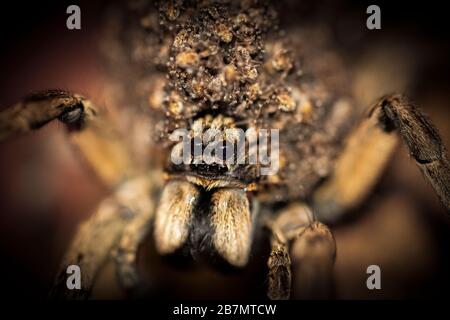 Apres Que Les Bebes D Araignee De Loup Spiderlings Femelles Eclosent De Leur Sac D œufs Elle Les Porte Sur Son Dos Jusqu A Ce Qu Ils Soient Prets A Chasser Pour Leur Propre Photo Stock