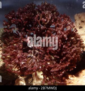 Mauvaise herbe de corail, Corallina officinalis Banque D'Images