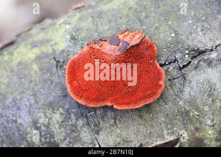 Trametes cinnabarina, connue sous le nom de Cinnabar Bracket ou Northern Cinnabar Polypore, champignon sauvage de Finlande Banque D'Images