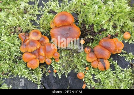 Colybie a, connu comme enokitake, futu, fruits de mer, les champignons Les champignons d'hiver ou d'hiver, champignon pied velouté, tige ou tige velours velours Banque D'Images