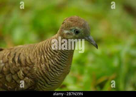 Zebra Dove marche sur le plus vert Banque D'Images