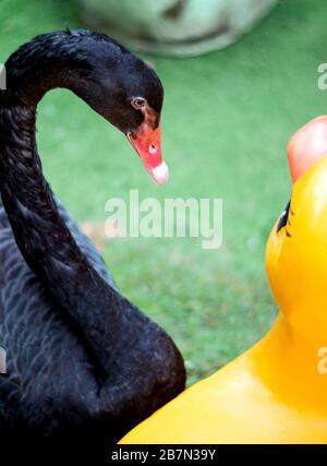 Le cygne noir est intéressé, en regardant la statue de canard jaune Banque D'Images