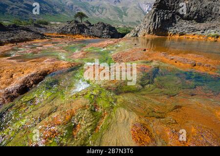 Algues, mousses et pierres dans un paysage rouge par le fer Banque D'Images