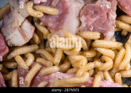 maggots sur la viande pourrie – nourriture future ? Banque D'Images