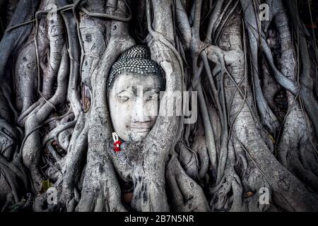 Tête de Bouddha en grès dans les racines de l'arbre de Bodhi dans Wat Mahathat complexe dans Ayutthaya, Thaïlande Banque D'Images