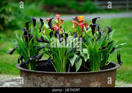 Zantedeschia aethiopica,calla lily,arum lily,orange,noir,fleurs,mélanger,pot,conteneur,cuve en métal,pots,container jardinage,vivaces,cottage jardin, Banque D'Images