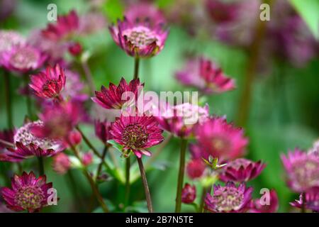 Astra Major Hadspen Blood, maître rouge, fleurs rouges, fleurs fleuries, fleurs, florifleurs, florifières, jardin, jardins, RM Floral Banque D'Images