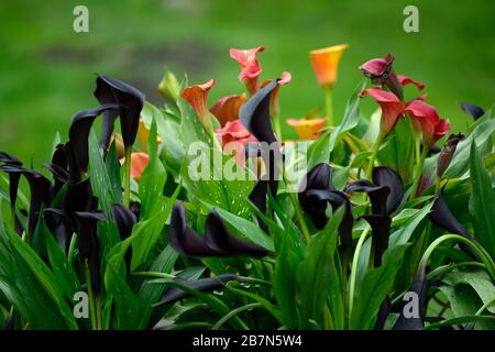 Zantedeschia aethiopica,calla lys,arum lys,orange,noir,fleurs,mélange,mixte,bordure,frontières,mélange,mixte,vivaces,jardin de cottage,RM Floral Banque D'Images