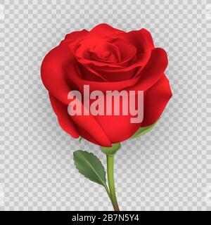 motif rose réaliste isolé sur fond, illustration vectorielle Illustration de Vecteur