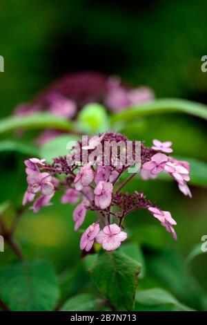 L'Hydrangea aspera,rose,rose,violet, hortensias, fleurs,fleurs,fleurs, fleurs RM Banque D'Images