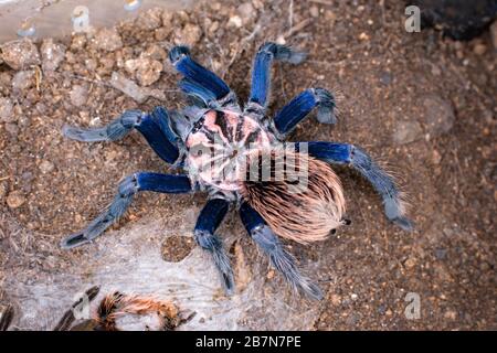 Xenesthis sp. Bleu, l'une des spices les plus colorées des Theraphosidae de Colombie, en Amérique du Sud Banque D'Images