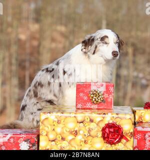 Magnifique berger australien avec cadeaux de noël en hiver Banque D'Images