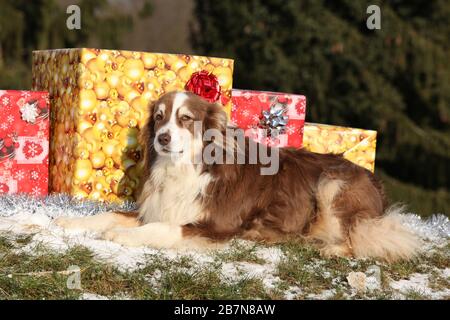 Magnifique berger australien avec cadeaux de noël en hiver Banque D'Images