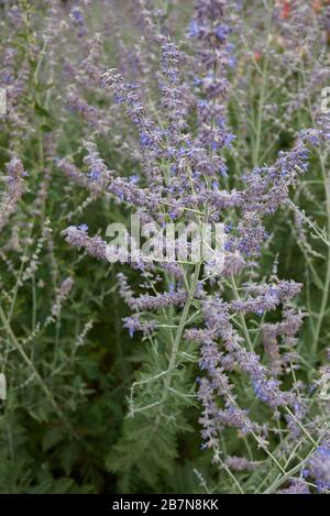 Perovskia atriplicifolia Banque D'Images