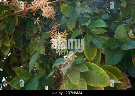 Pestrea volubilis albiflora Banque D'Images