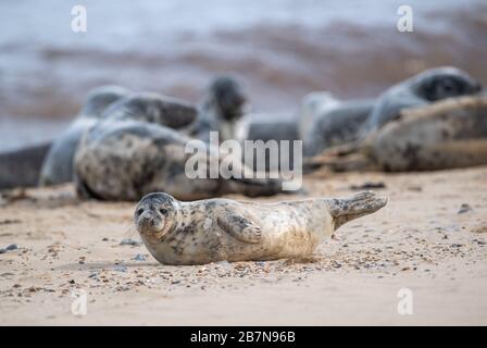 Quelques-uns des 2.500 phoques gris de l'Atlantique estimés sur Horsey Beach à Norfiolk, où ils se réunissent chaque année pour moulater leur fourrure usée et cultiver de nouvelles manteaux de traîneau. Banque D'Images