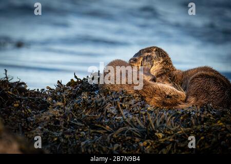 Gros plan sur la mère de l'Otter européen (Lutra lutra) et cub dormant sur un lit de varech Banque D'Images