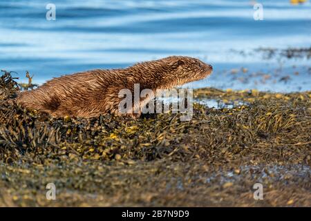 Jeune européen Otter Cub sur le rivage, attendant expectantly pour son retour des mères Banque D'Images