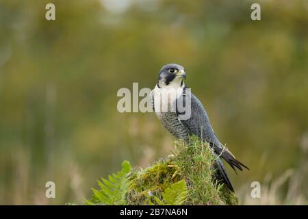 Peregrine (Falco peregrinus) oiseau mâle adulte perché sur un rocher, Écosse, Royaume-Uni Banque D'Images