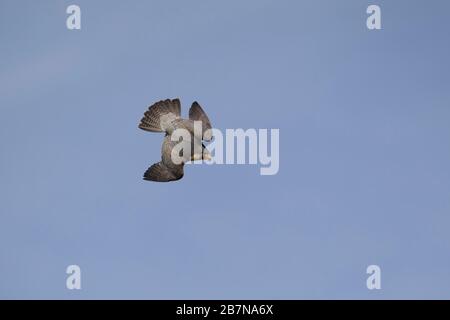 Peregrine (Falco peregrinus) adulte mâle plongée en avion, Angleterre, Royaume-Uni Banque D'Images