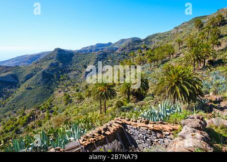 Ruine de la maison et de l'île des Canaries date palmiers (Phoenix canariensis), près de Degollada de Pereza, près de San Sebastian, la Gomera, îles Canaries, Espagne Banque D'Images