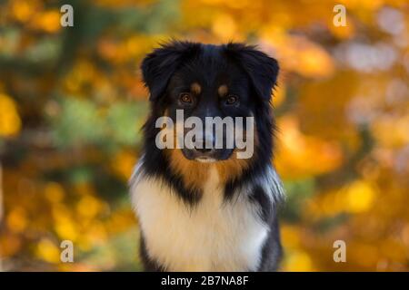 Jeune berger australien en automne, portrait, Tyrol, Autriche Banque D'Images