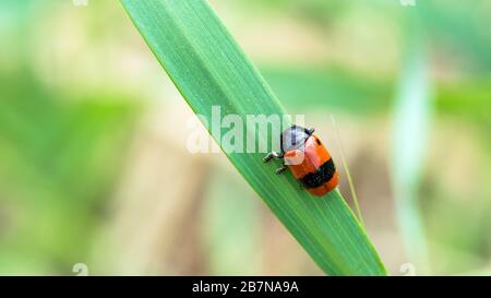 Coléoptère à sacs ANT, Clytra Laeviuscula, sur une feuille, coléoptère à feuilles rouges Banque D'Images