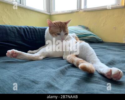 chat de gingembre dans la maison ouvrir la jambe comme pose de yoga, propre lui-même Banque D'Images
