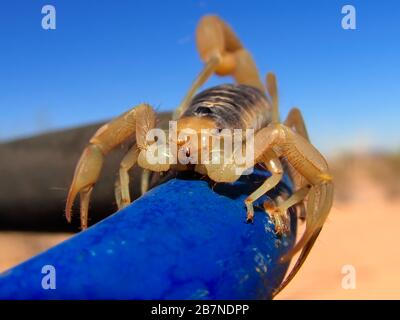 Vue rapprochée d'un Scorpion à queue géante originaire de l'Arizona, grimpant sur un tuyau en métal. Banque D'Images