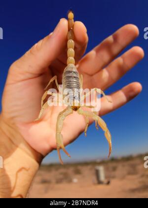 Un Scorpion originaire de l'Arizona est tenu par sa queue. Banque D'Images