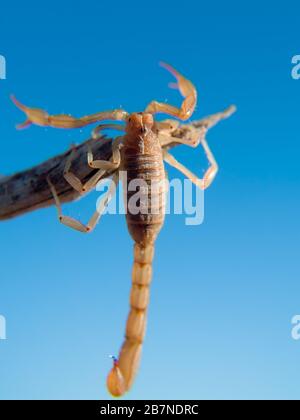 Un Scorpion originaire de l'Arizona accroché sur un bâton. Banque D'Images