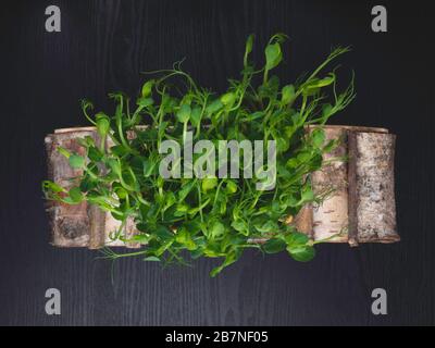 faire passer les microgreens cultivés dans le sol sur une boîte en bois. Germination des graines. Concept végétalien et saine alimentation. Germes à micro-croissance. Banque D'Images