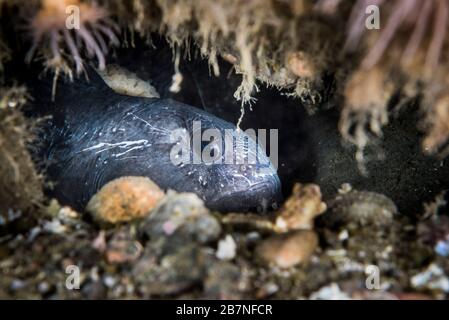 Le loup de l'Atlantique dans sa région, protégeant ses œufs dans le fleuve Saint-Laurent au Canada. Banque D'Images