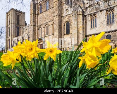 Jonquilles en fleurs à la cathédrale de Ripon au printemps Ripon North Yorkshire England Banque D'Images