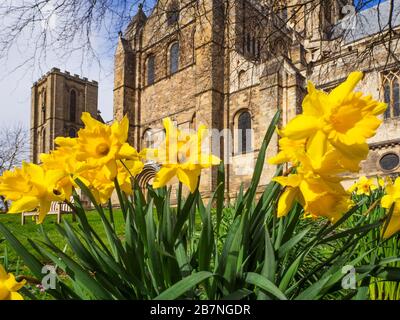 Jonquilles en fleurs à la cathédrale de Ripon au printemps Ripon North Yorkshire England Banque D'Images