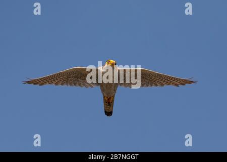 Faucon à col rouge (Falco chicquera) à Gujarat, en Inde Banque D'Images