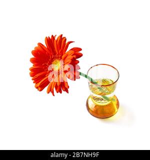 Gerbera orange dans un vase isolé sur fond blanc pour la décoration design. Fleur de printemps unique coupée en toile de fond. Un cadeau romantique en guirlande lumineuse dans une casserole en verre. Décor floral maison photo. Banque D'Images