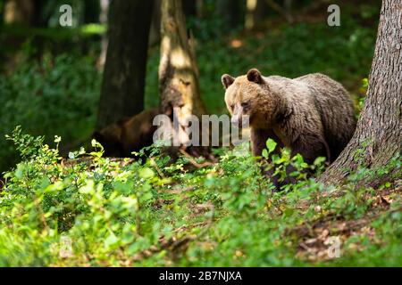 Ours brun majestueux à la recherche de nourriture dans la forêt ensoleillée d'été Banque D'Images