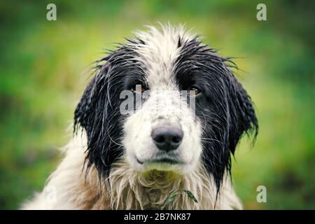 Chien de berger humide sur fond de nature verte closeup Banque D'Images