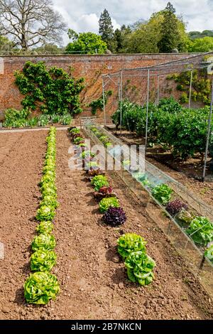 Une récolte impressionnante et colorée de variétés de laitue dans le jardin de cuisine fortifiée de Tyntesfield House, nr Wraxall, Somerset Nord, Angleterre, Royaume-Uni Banque D'Images