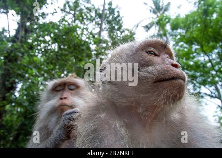 Macaque à queue longue (Macaca fascicularis). Deux singes se brandissent les uns les autres, Ubud, Bali, Indonésie Banque D'Images